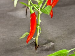 Paprika mit Unkrautvlies